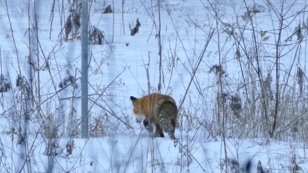 フォックスは非常にゆっくりと雪の中に隠れて潜在的な獲物の場所に近づいて 24Fps — ストック動画