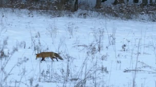 狐狸用树枝在雪地上慢跑 从雪地里窥探 24英尺每秒 — 图库视频影像