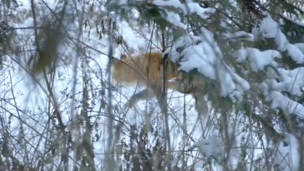 Fox Visto Thru Pinheiros Galhos Andando Ritmo Médio Paisagem Inverno — Vídeo de Stock