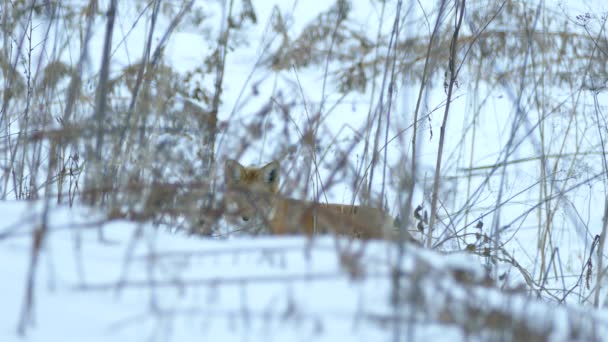 Olhos Raposa Espreitando Sobre Pequena Colina Nevada Uma Escova Canadense — Vídeo de Stock