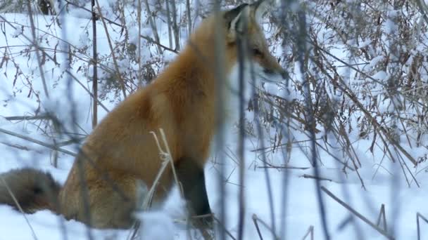 狐狸在雪地里坐下来节省能源 然后站着走了 24英尺 — 图库视频影像