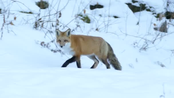Zoom Out Shot Jogging Fox Passing Wooden Well Canadian Winter — Αρχείο Βίντεο
