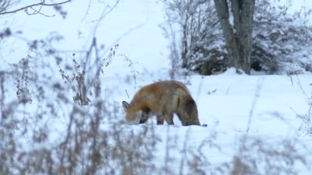 Half Άνοιξε Άγρια Κήπο Χειμώνα Αλεπού Κάμψη Κεφάλι Κάτω Στο — Αρχείο Βίντεο