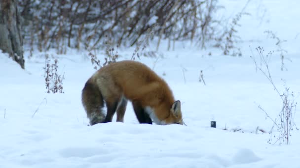 Fuchs Weidet Der Ferne Auf Schneebedecktem Boden Mit Ein Paar — Stockvideo