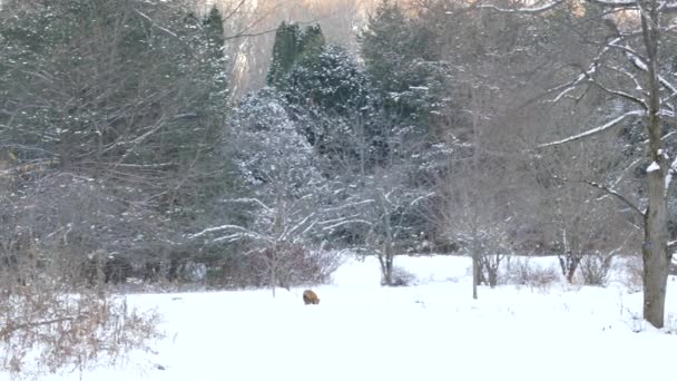 Wunderschöne Winterliche Landschaft Mit Fuchs Der Ferne Und Leichtem Wasserdampf — Stockvideo