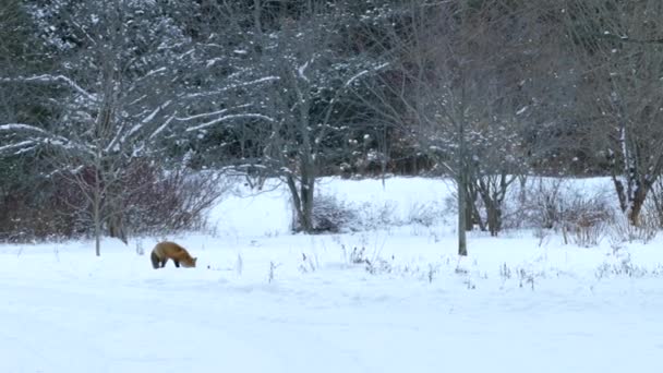 Pan Shot Public Garden Montreal Winter Fox Feeding 24Fps — Stock Video