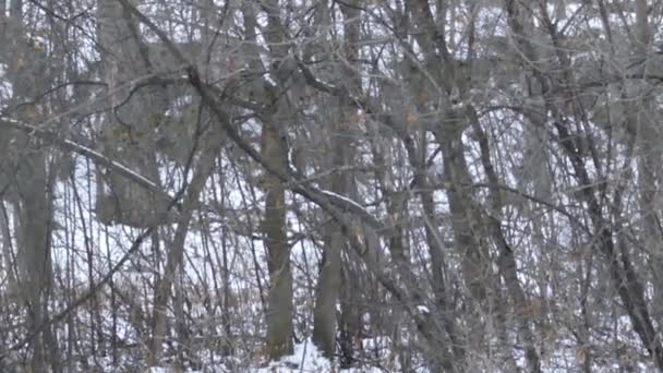 Fox Andando Através Menor Formação Piscina Rochosa Floresta Canadense Inverno — Vídeo de Stock