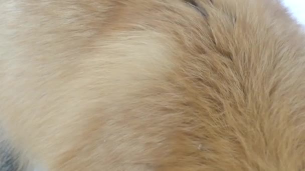 Thick Healthy Back Fur Red Fox Winter White Snowy Background — 비디오