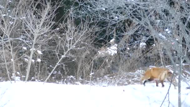 Renard Marchant Long Ligne Forêt Mixte Canada Pendant Hiver Neigeux — Video