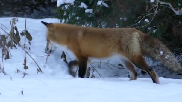 Fox Promenad Genom Offentlig Trädgård Slutet Dagen Snöig Stig Quebec — Stockvideo