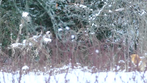 Лиса Прыгает Высоко Перед Посадкой Снег Время Охоты 24Fps — стоковое видео