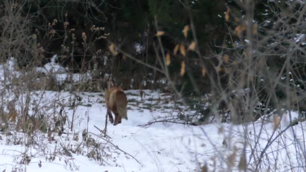 Fox Odchodzący Kamery Szlaku Lekkim Śniegiem Podczas Kanadyjskiej Zimy 24Fps — Wideo stockowe