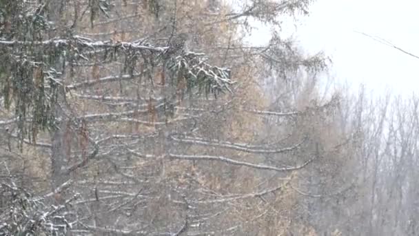 Luta Upp Skott Skogslinje Vintern Med Uggla Sittande Utskjutande Gren — Stockvideo