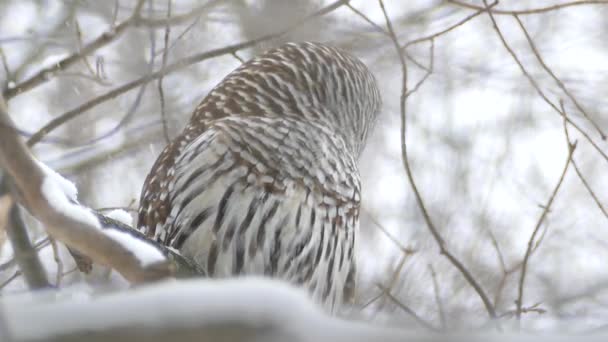 Vacker Barred Owl Vända Huvudet Runt Lätt Snö Faller Vintern — Stockvideo