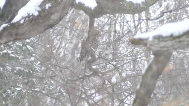 Grote Roofvogel Besneeuwde Bossen Tijdens Bewolkte Winterdag 24Fps — Stockvideo