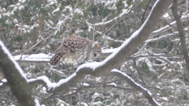 Hibou Regarder Bas Dessous Avant Tourner Tête Pour Regarder Arrière — Video