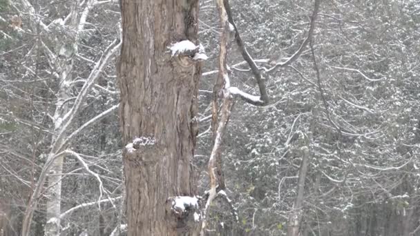 Caméra à mouvement lisse inclinaison vers le haut montrant la scène d'hiver avec hibou sur un arbre - HD 24fps 