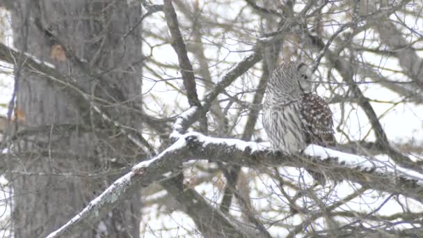 Jedna Minuta Strzał Barred Owl Fluffing Pióra Przetrwać Mroźną Zimę — Wideo stockowe