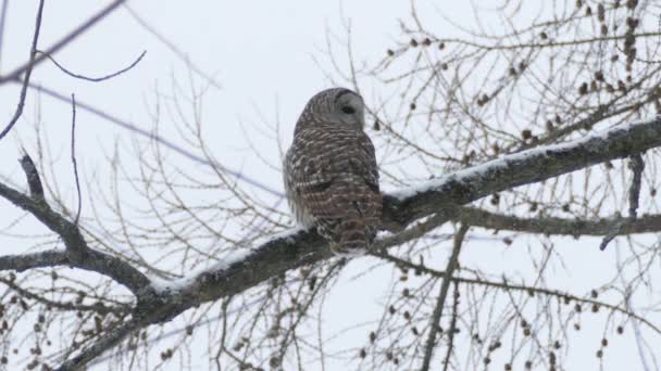 在加拿大冬季 猫头鹰高高地栖息在开着的枝头上 果实干枯 — 图库视频影像
