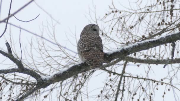 Uggla Högt Upp Öppen Gren Med Torkad Frukt Kanadensisk Vinter — Stockvideo