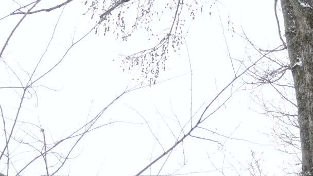 猫头鹰在冬天站在高高的树上 用照相机倾斜平稳地运动 24英尺每秒 — 图库视频影像