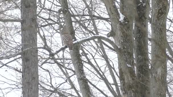 Rzadkie Spotkanie Młodzieńca Łysy Orzeł Latający Tle Barred Owl 24Fps — Wideo stockowe