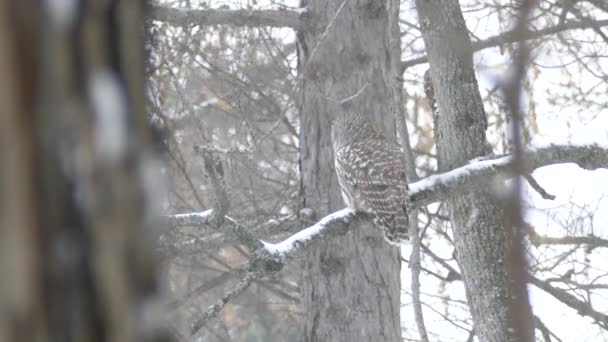 Vacker Scen Vintern Det Vilda Visar Barred Owl Sitter Uppe — Stockvideo