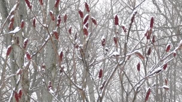 Шматок Барред Сови Який Трохи Рухається Відкритому Дереві Позаду Сніжно — стокове відео
