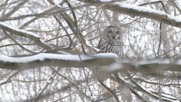 Owl Winter Standing Taking Flight Pretty Snowfall 24Fps — 비디오