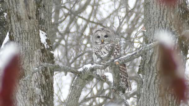 Menacing Barred Owl Une Minute Séquence Prolongée Dans Neige 24Fps — Video