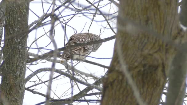 Owl Viewed Leafless Tree Flies Downward Motion Wild 24Fps — Stock Video