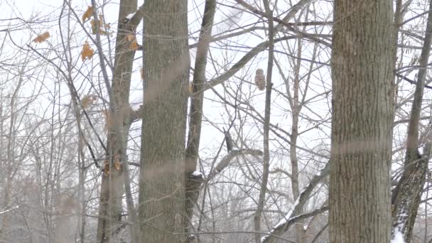 最初の雪の間に森の中で枝の外に飛んでいるオオカミの中型ショット 24Fps — ストック動画