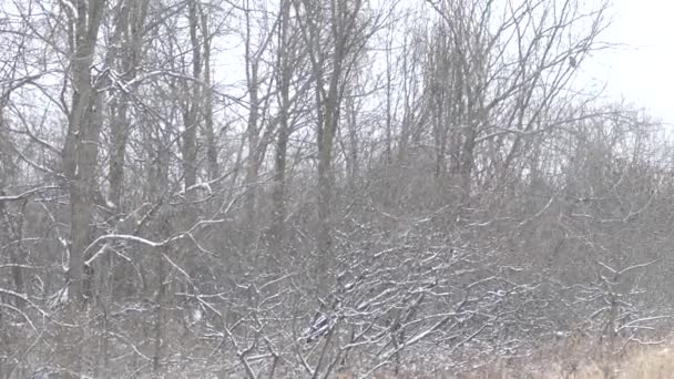Wolno Dryfujące Ujęcie Zimowego Pola Latającą Sową Przed Przybliżeniem 24Fps — Wideo stockowe