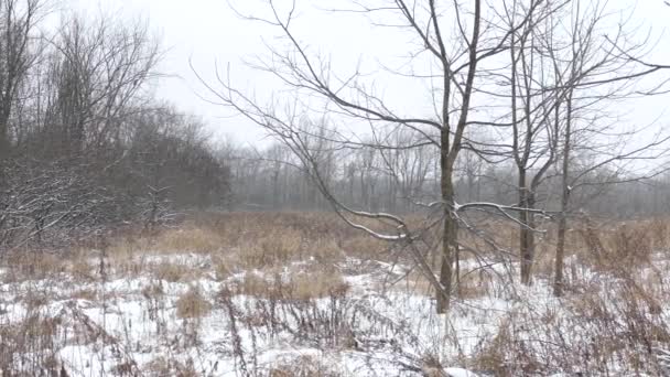 Kanadské Zasněžené Pole Začátku Zimy Hostitelem Sovy Posazené Dalekém Vysokém — Stock video