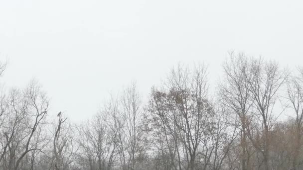 冬に木につく前に 森林線に沿って野生のハエの中で吠えるフクロウ 24Fps — ストック動画