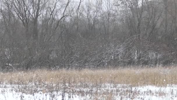 Large Bird Prey Standing Atop Dead Branchless Tree Winter Tilt — 비디오