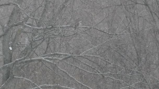 Bem Camuflado Coruja Fica Guarda Final Inverno Frio Dia 24Fps — Vídeo de Stock