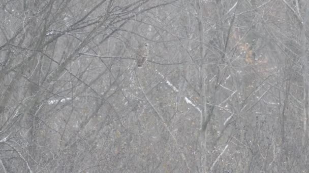 Plan Une Minute Hibou Camouflé Distance Mélangeant Avec Des Arbres — Video