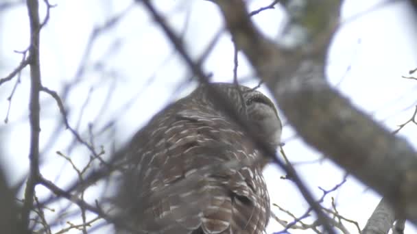 Baksidan Barred Owl Stående Ljus Tidigt Snöfall 24Fps — Stockvideo