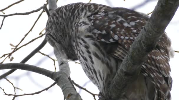 Omfattande Minuts Sekvens Barred Owl Tittar Ner Snöfall 24Fps — Stockvideo