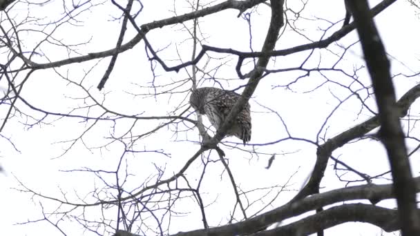 Two Very Smooth Tilting Shots Showing Perched Barred Owl Winter — Stock Video