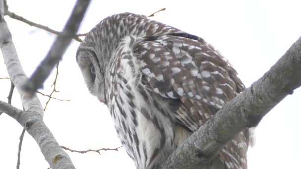 Minuts Bild Barred Owl Stående Vintervinden Lyfta Upp Sina Fjädrar — Stockvideo