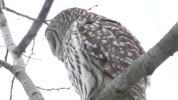 Eine Minute Der Die Eule Winterwind Steht Und Ihre Federn — Stockvideo