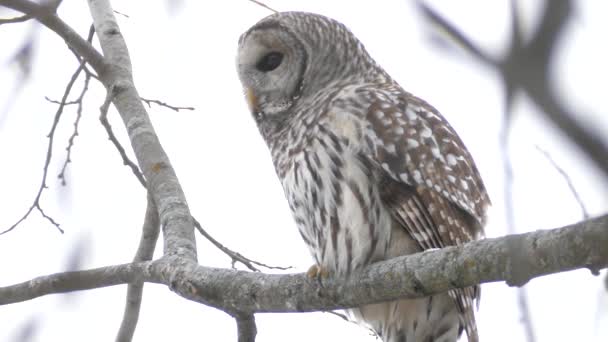 Vista Vicino Barred Owl Appollaiato Sotto Neve Leggera Durante Caccia — Video Stock