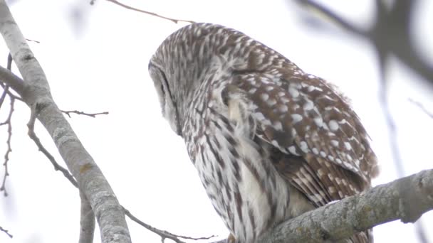 美しいフクロウはそれを向ける前にカメラに向かって頭を回す 24Fps — ストック動画