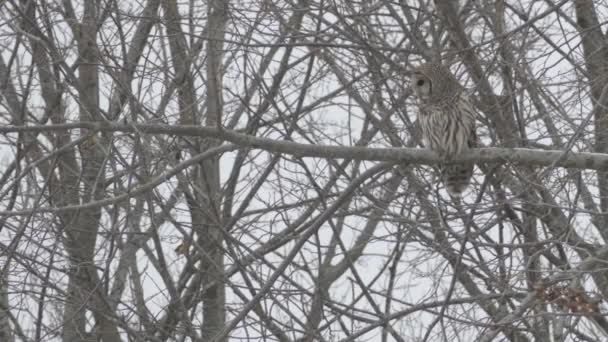 猫头鹰在野外转身后从树枝上飞走了 24英尺 — 图库视频影像