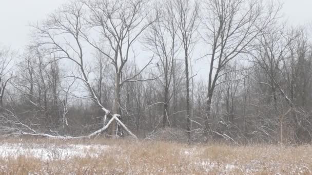 Wide Panning View Field Early Winter Large Bird Prey Perched — 비디오