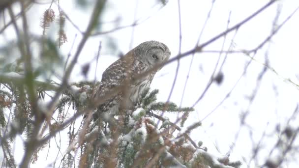 Canadian Barred Uil Staande Dennentak Bedekt Met Sneeuw 24Fps — Stockvideo