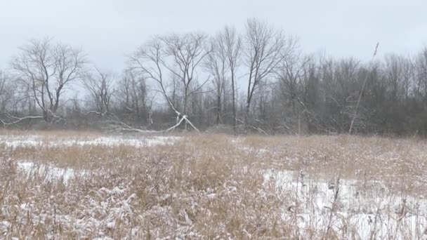 Amplia Toma Inclinada Campos Invernales Con Búho Posado Muy Lejos — Vídeo de stock