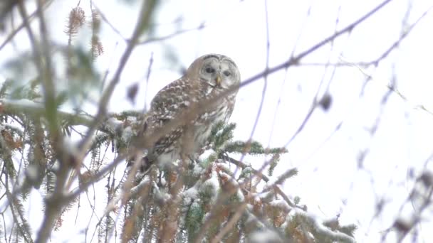 Owl Branch Looks Sideways Camera While Snow Falling 24Fps — Stock Video